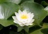 Water Lily, Dr. Sun Garden