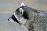 Raccoons, Stanley Park Wildlife
