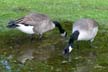 Canadian Geese, Canada Stock Photographs