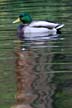 Mallard Duck, Stanley Park's Wildlife