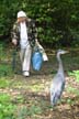 Animal Feeding Blue Heron, Canada Stock Photographs