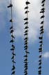 Pigeon(s), Birds On Wire