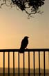 Alone Crow, Canada Stock Photos