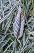 Frozen Leaf, Canada Stock Photographs