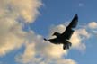 Flying Seagull(s), Canada Stock Photographs