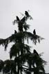 Black Crows, Canada Stock Photographs