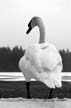 White Winter Swan Lost Lagoon, Canada Stock Photographs