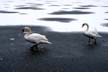 Winter Lost Lagoon Swans, Canada Stock Photographs