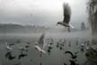 Descending Seagulls, Canada Stock Photographs