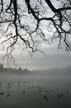 Lost Lagoon- Stanley Park Winter, Canada Stock Photographs