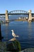 Seagull, Vancouver Wildlife