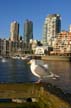 Seagull SItting On A Deck, Vancouver Wildlife