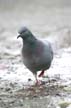 Pigeon(s), Canada Stock Photographs