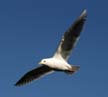Flying Seagull(s), Vancouver Wildlife