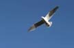 Flying Seagull(s), Vancouver Wildlife