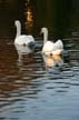 Swans, Ambleside PArk Swans