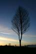 Sunset Tree, Canada Stock Photographs