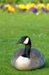 Canadian Geese Stanley Park Wildlife, Canada Stock Photographs