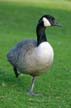 Canadian Geese, Stanley Park Wildlife