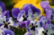 Violet Pansy, Canada Stock Photographs