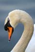 Swan, Canada Stock Photographs
