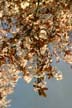 Spring Blossoms-, Canada Stock Photos