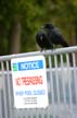 Crows, Canada Stock Photographs