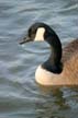 Canadian Goose, Stanley Park Wildlife