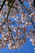 Spring Blossoms, Canada Stock Photographs
