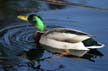 Mallard Duck, Stanley Park