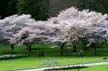 Garden Spring Blossoms, Garden Stanley Park