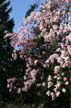 Flowering Trees, Canada Stock Photographs