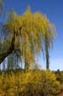 Spring And Willow, Canada Stock Photographs