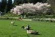 Canadian Geese Stanley Park Wildlife, Canada Stock Photographs