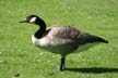 Canadian Goose, Stanley Park