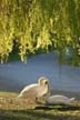 Lost Lagoon Swans, Stanley Park
