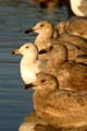 Pender Island Seagulls, Victoria