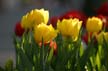 Tulips, Canada Stock Photographs