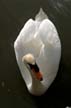 Shy Swan, Canada Stock Photographs