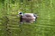 Mallard Duck, Canada Stock Photographs
