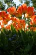 Tulips, Canada Gardens