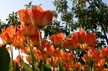Tulips, Canada Gardens