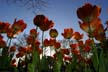 Tulips, Canada Stock Photos