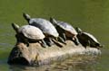 Turtle's Sunbath, Vanier Park