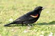 Red-Winged Blackbird, Jericho Beach Park