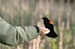 Red-Winged Blackbird, Canada Stock Photos