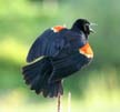 Red-Winged Blackbird, Spring