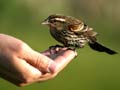 Bird Feeding, Canada Stock Photographs