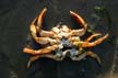 Crab, Canada Stock Photos