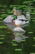 Ducks, Canada Stock Photographs